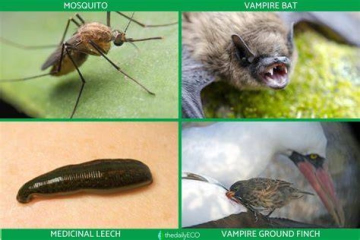 What is the term hematophagous?