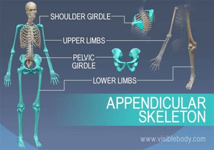What makes up the appendicular skeleton?