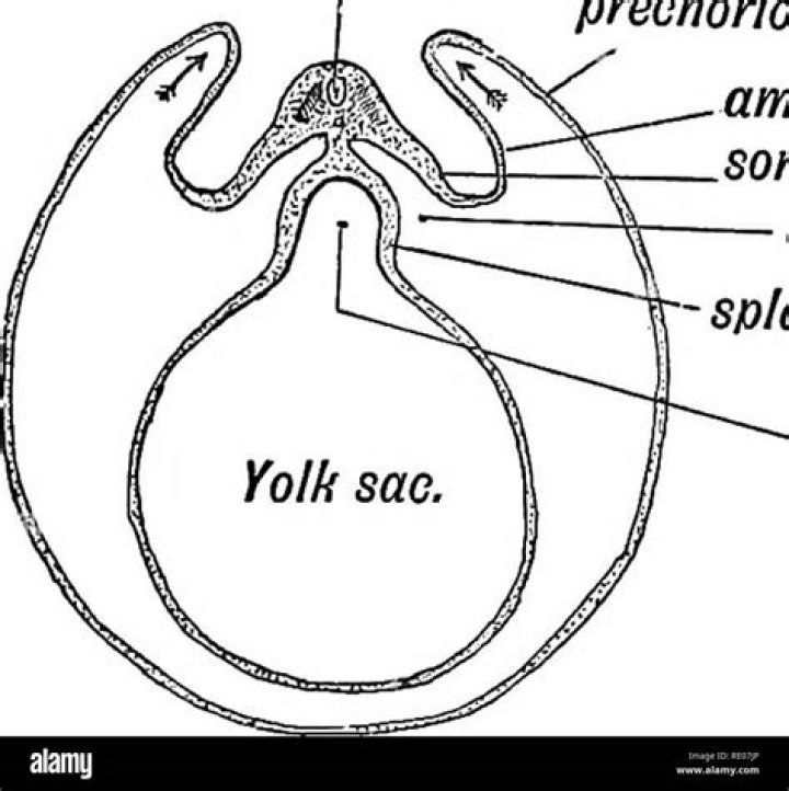 What makes up the somatopleure?