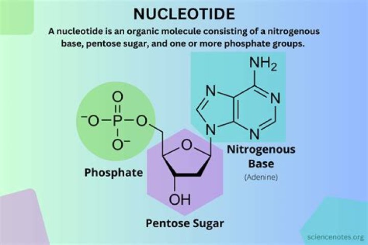 What polymers) do nucleotides form?