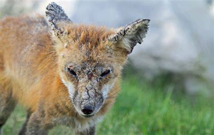 What to do about mangy foxes?