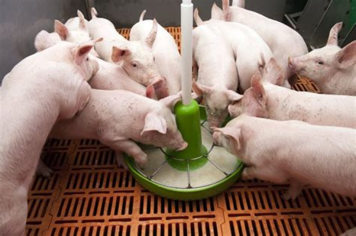 What weaned pig called?
