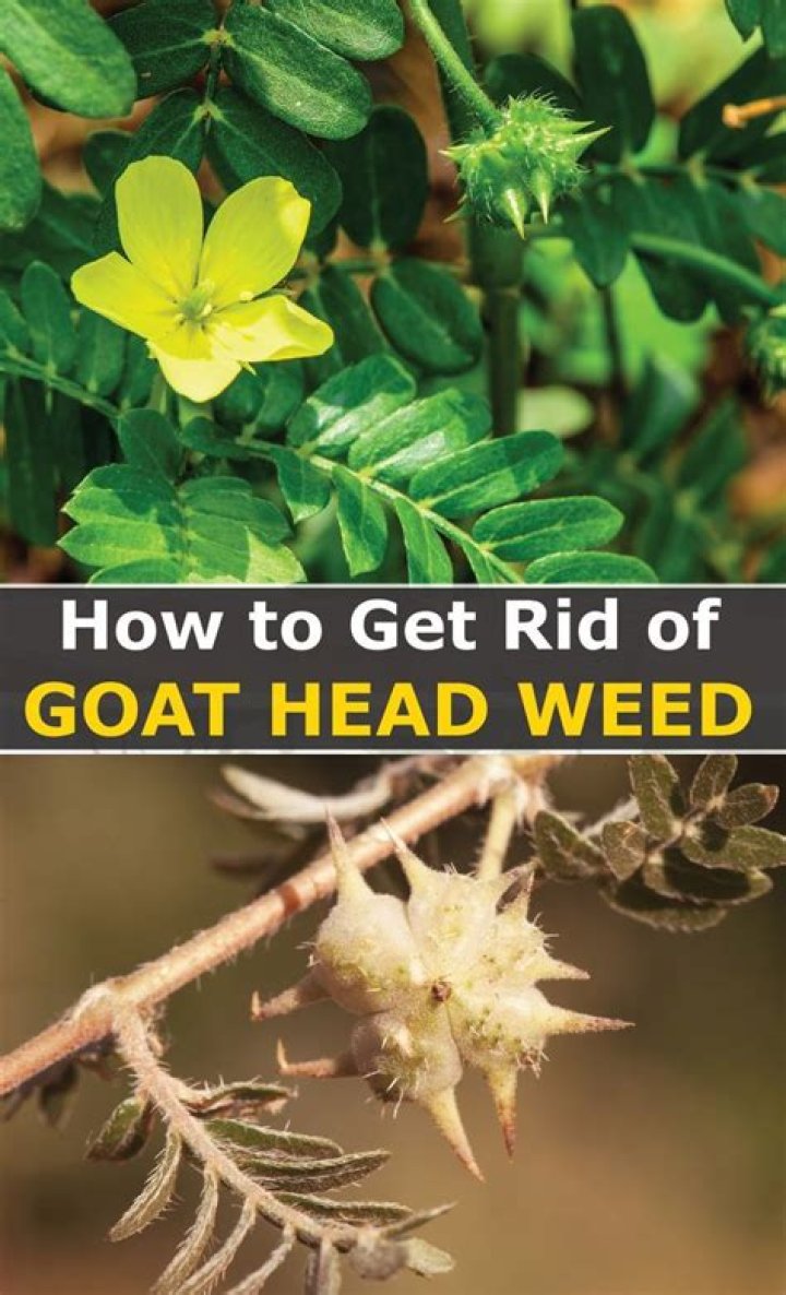 What will kill goat weed?