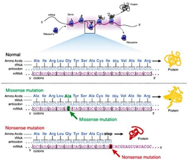 Whats a missense mutation?