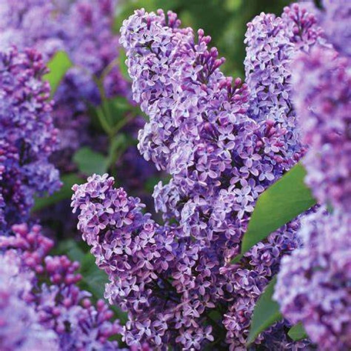 Whats a purple lilac?