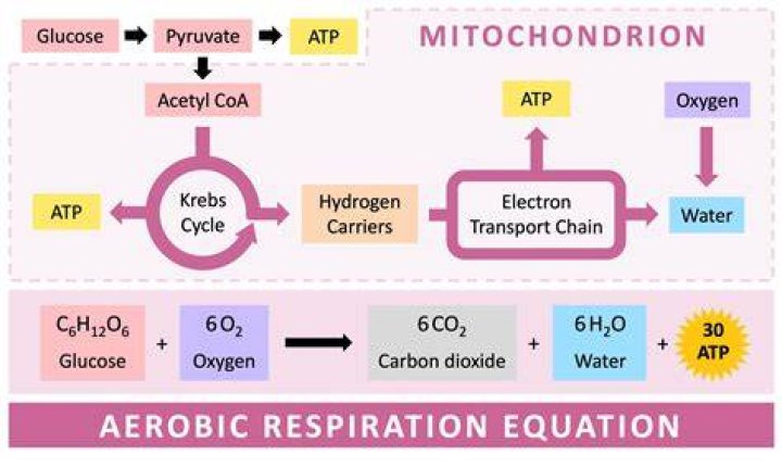 When aerobic respiration occurs?