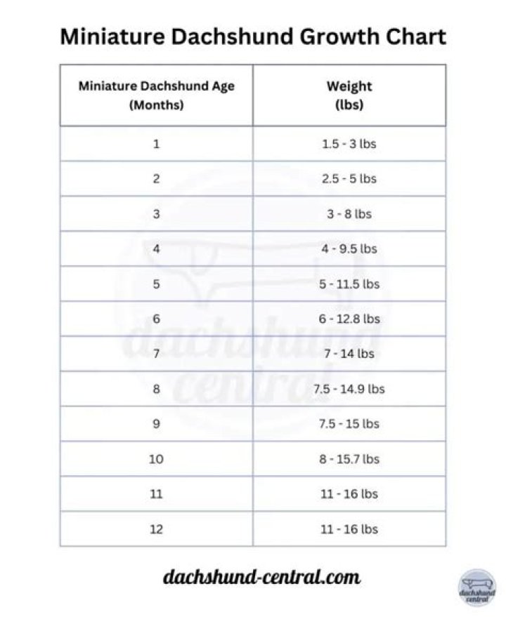 When do miniature dachshunds stop growing?