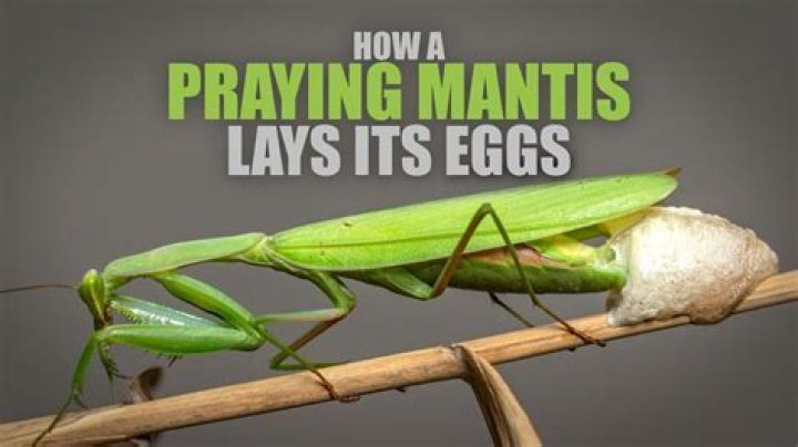 When do praying mantis hatch?