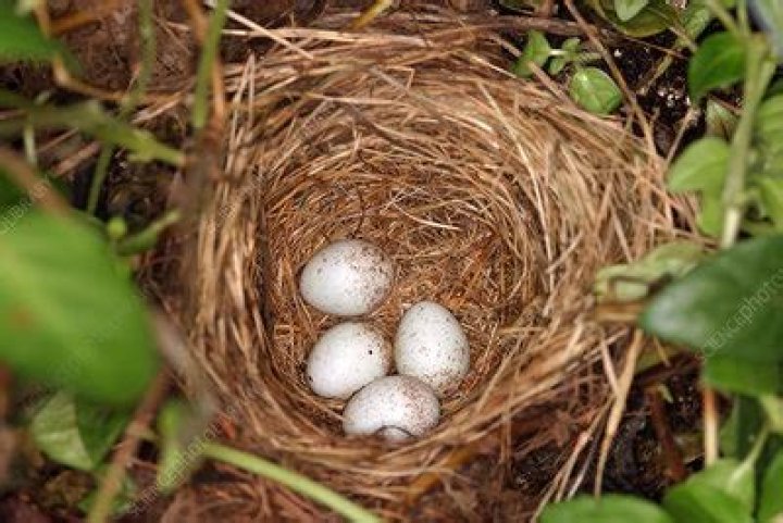 When do white-breasted nuthatch lay eggs?