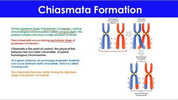 When does chiasmata form?