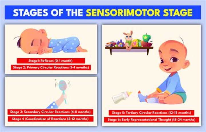 When does the sensorimotor stage begin?