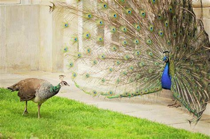 When is peacock mating season?