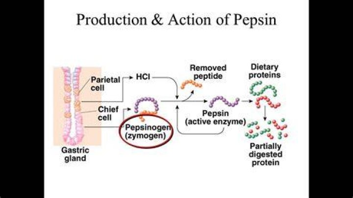 When is pepsin activated?
