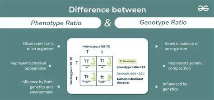 When phenotypic and genotypic ratio are same?