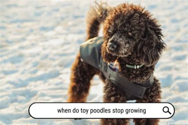 When poodle stop growing?