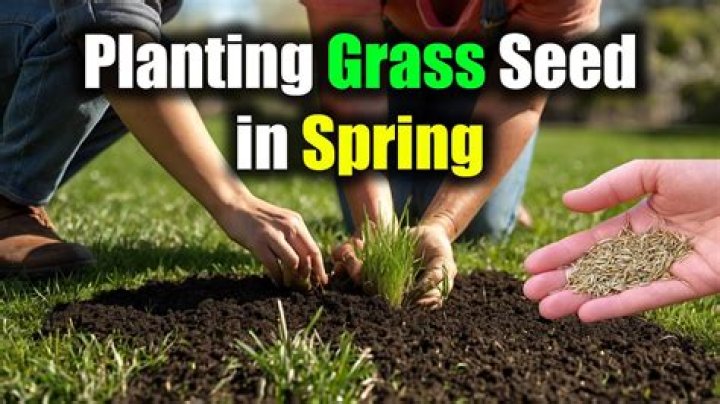 When seed grass in spring?