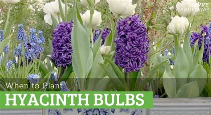 When should i plant hyacinths?