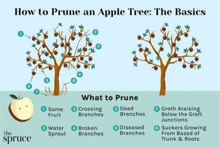 When should i prune my prunus tree?