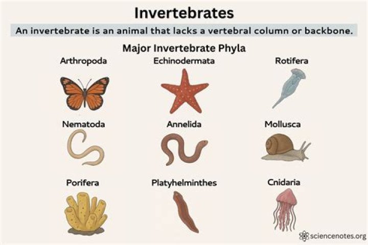 When to add invertebrates?