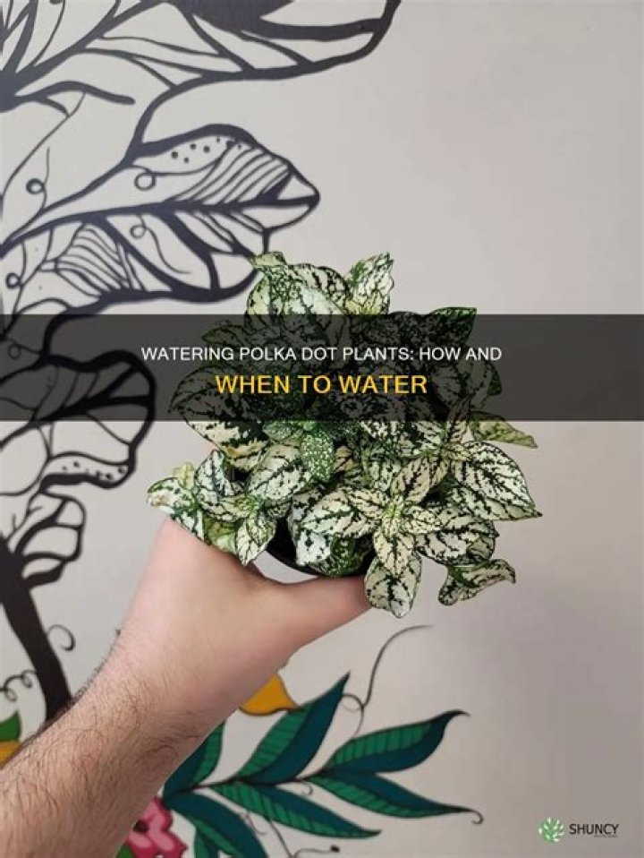 When to polka dot plant?