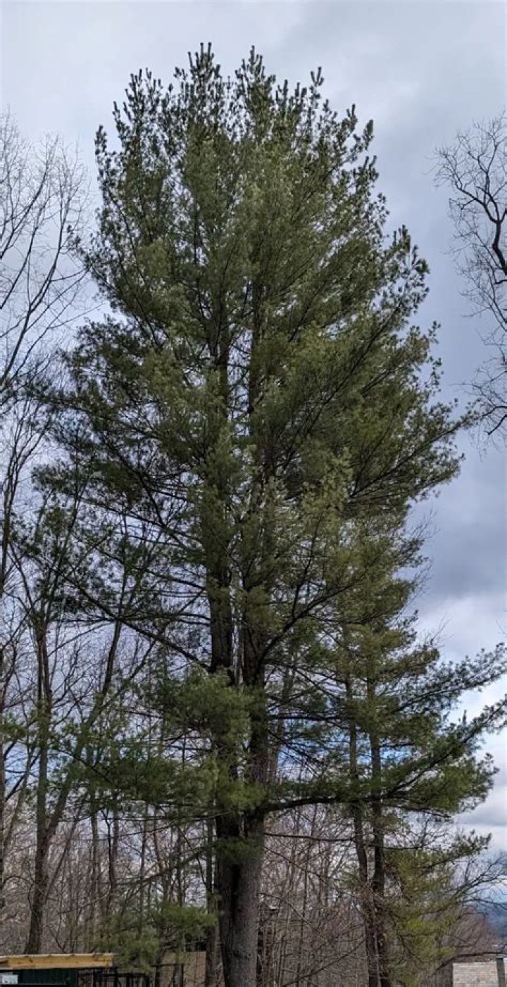 When to prune pinus strobus?