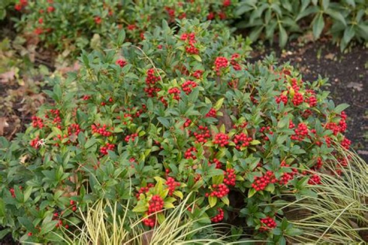When to prune skimmia?