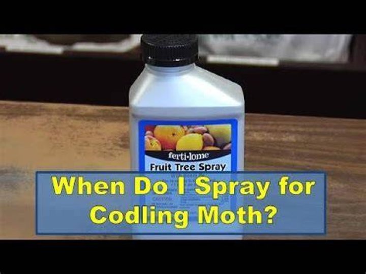 When to spray for codling moth?