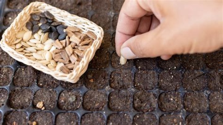 When to start giving seeds light?