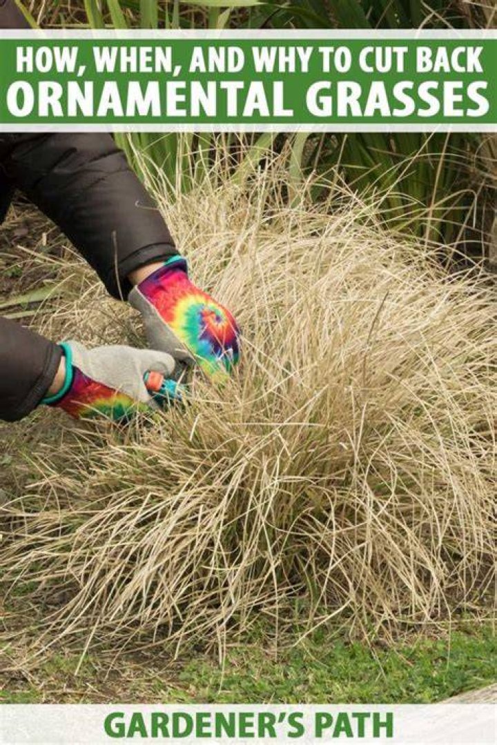 When to trim ornamental grasses?