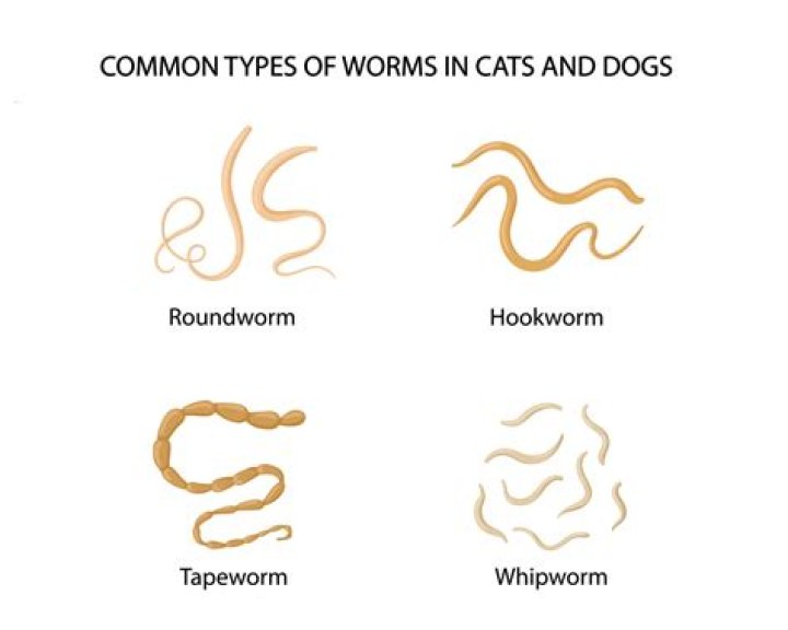 When was hookworm cured?