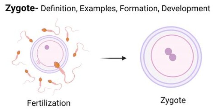When zygote is formed?