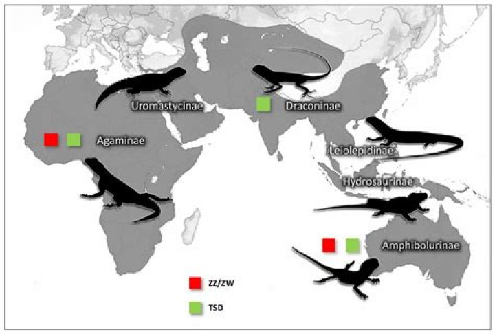 Where are agamids found?