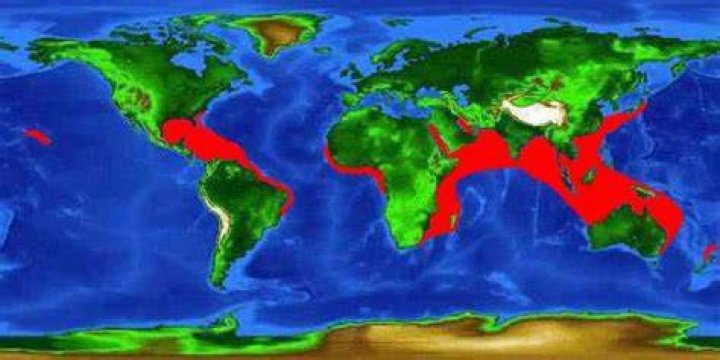 Where are frogfish found?