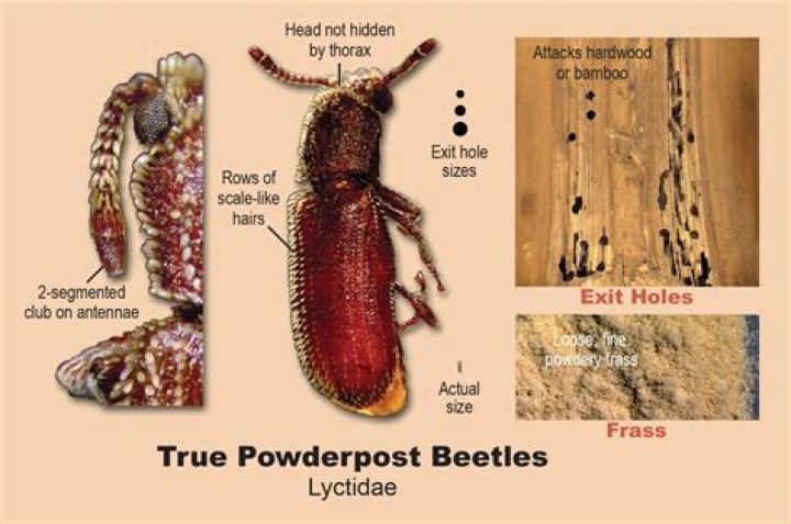 Where are powder post beetle?