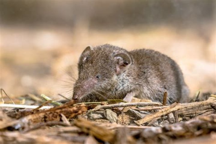 Where are shrews found?
