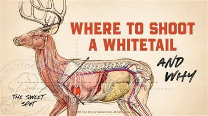 Where are whitetail deer native to?