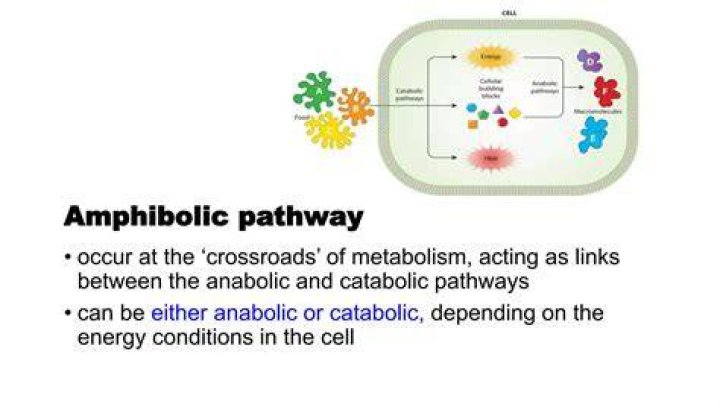 Where can amphibolic pathway be found?
