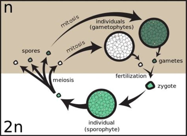 Where did homospory come from?