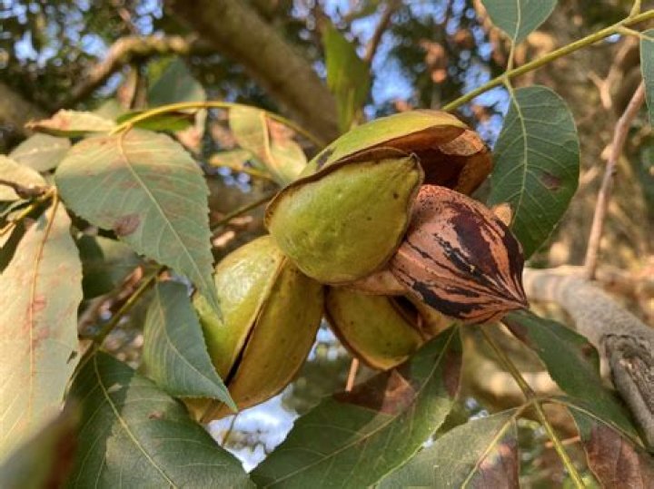 Where did pecans come from?