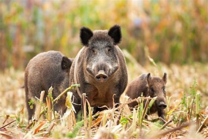 Where did pigs come from?