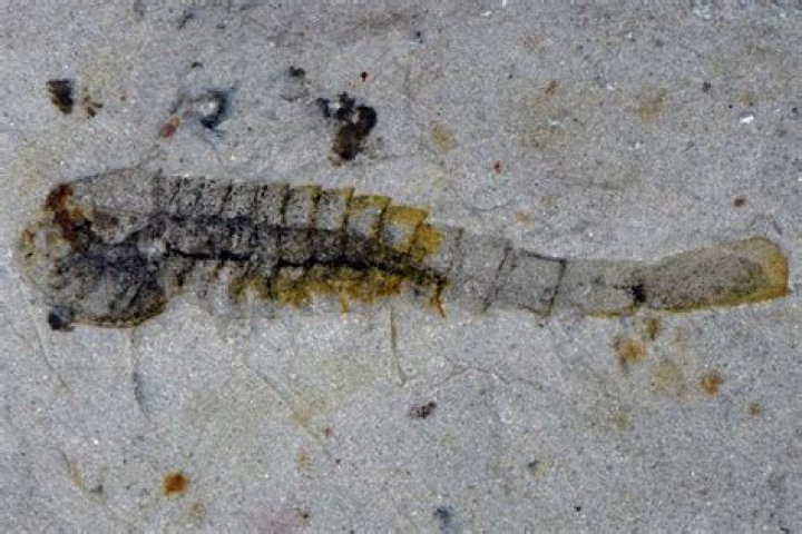 Where do archaeocyathid live?
