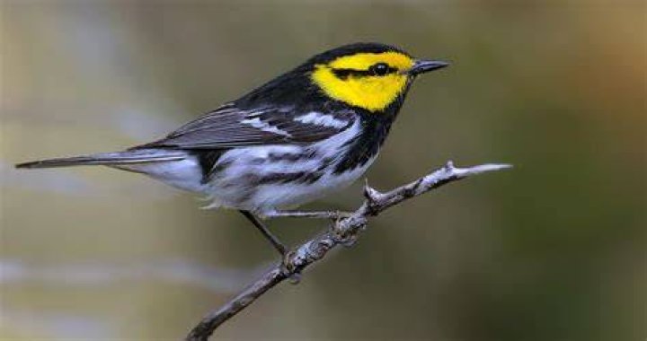 Where do golden cheeked warblers live?