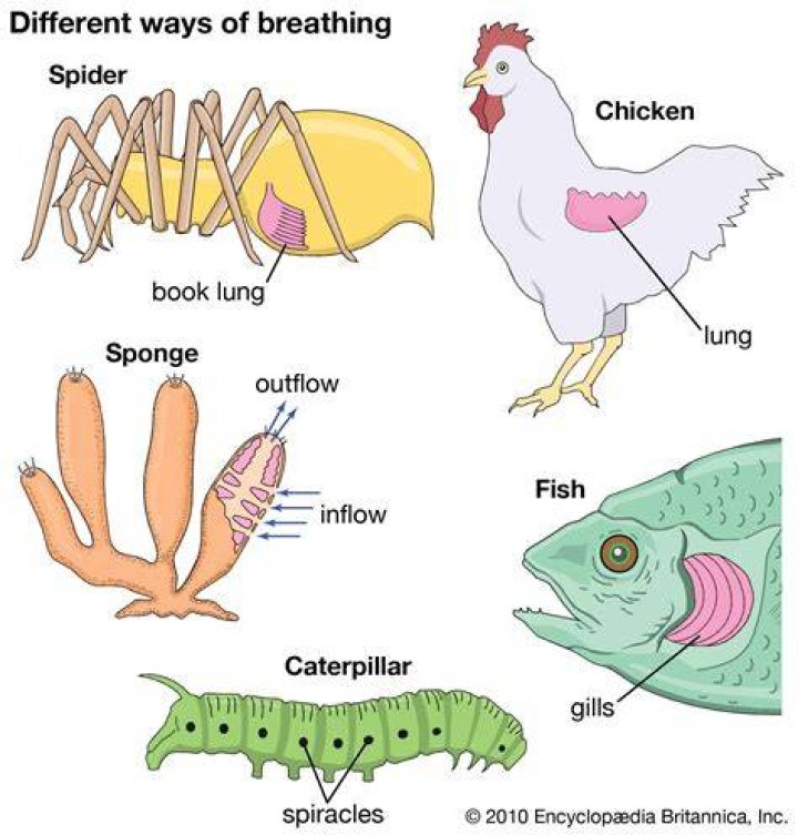 Where do invertebrates breathe?