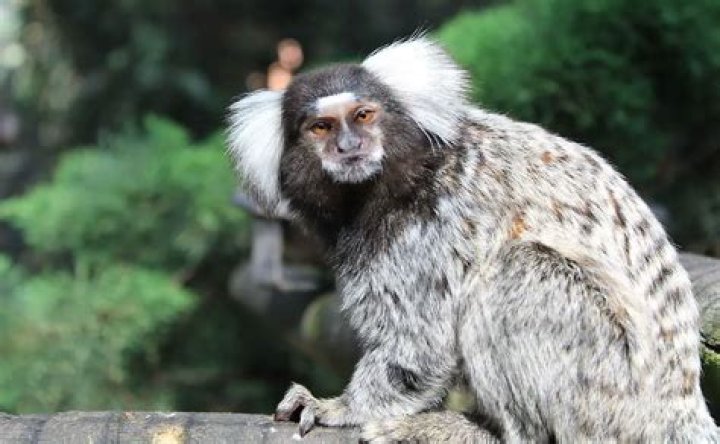 Where do marmosets live?