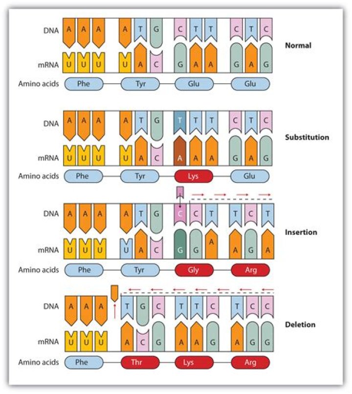 Where do missense mutations occur?