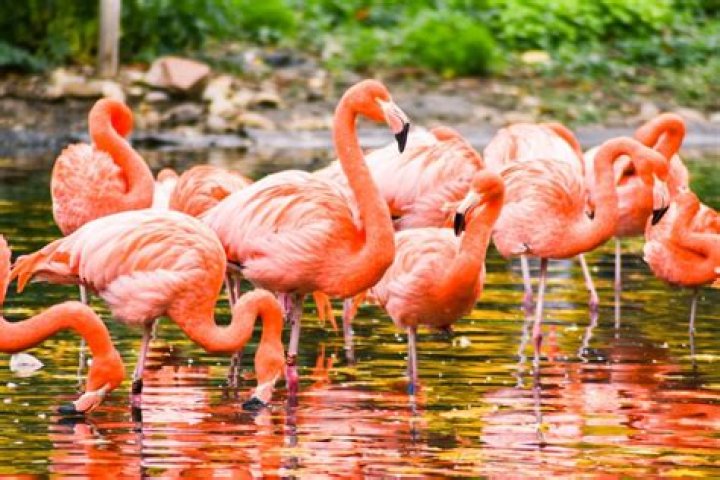Where do most flamingos live?