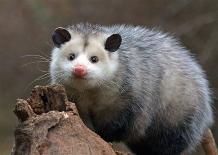 Where do possums sleep?