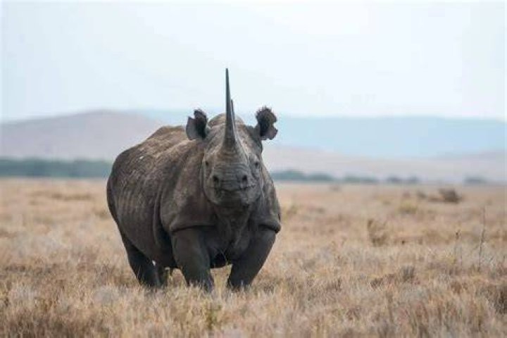 Where do rhinoceroses live?