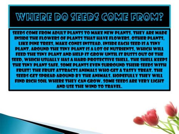 Where do seeds come from?