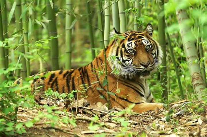 Where do sumatran tigers live?